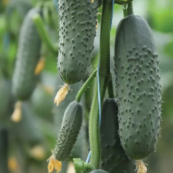 Огурец Партенокарпический ДОМАНИ (КС 707) F1 / DOMANI (KS 707) F1, Kitano Seeds 876867575 фото