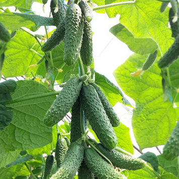 Огурец Партенокарпический НИБОРИ (КС 90) F1 / NIBORI (KS 90) F1, Kitano Seeds 765735758 фото