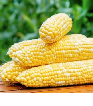 Кукурудза Прерія F1 / Preria F1, Libra Seeds 987867836 фото