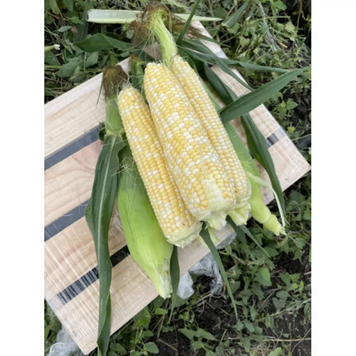 Кукуруза Биколор ЭСКОРТ F1 / ESKORT F1, Spark Seeds 878767567 фото